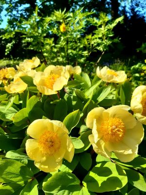 gelbe_Blumen